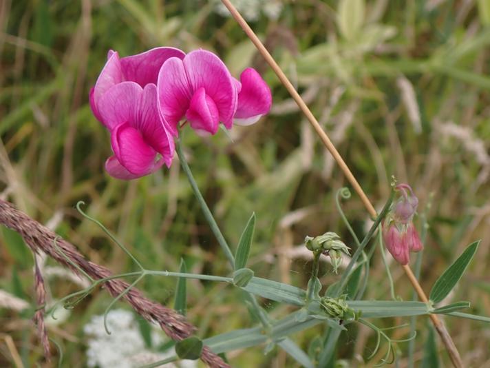 Flerårig Lathyrus