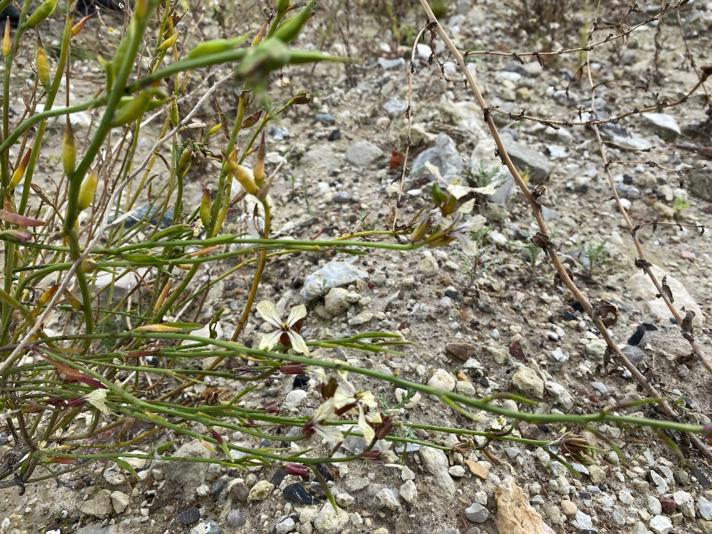 Salatsennep (Eruca vesicaria ssp. sativa)