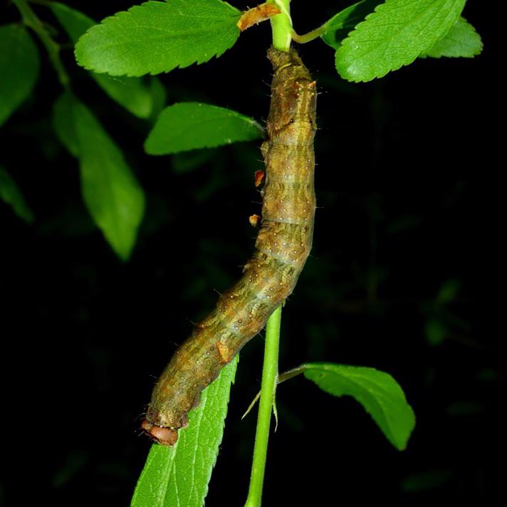 Tjørneugle (Allophyes oxyacanthae)