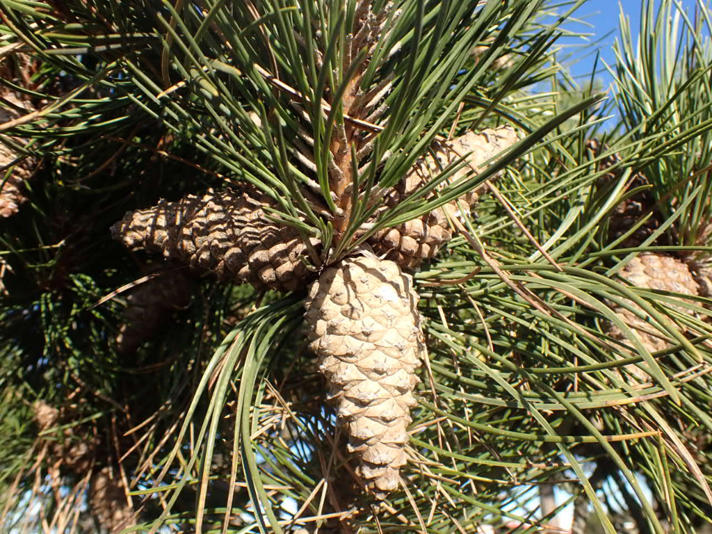 Bjerg-Fyr (Pinus mugo)
