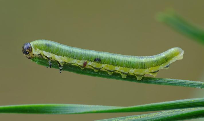 Microdiprion pallipes