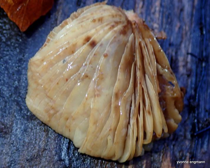 Blød Muslingesvamp (Crepidotus mollis)