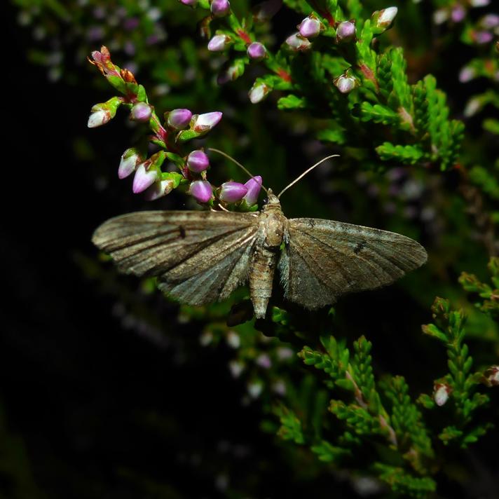 Eupithecia goossensiata