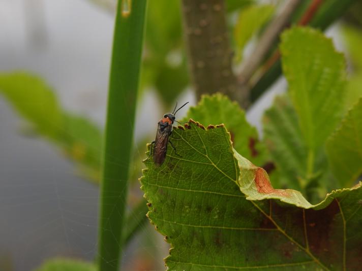 Dolerus ferrugatus