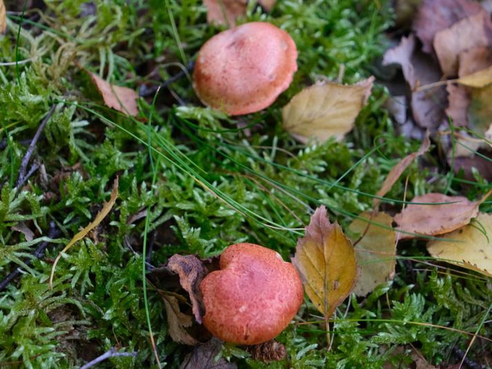 Cinnoberskællet Slørhat