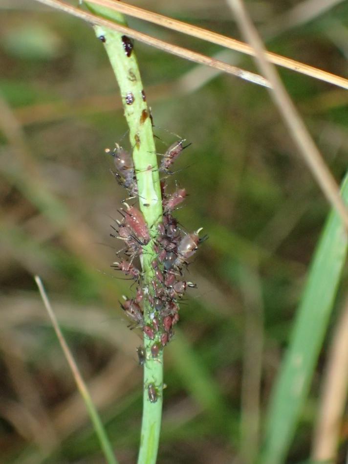 Brun Kongepenbladlus (Uroleucon hypochoeridis)