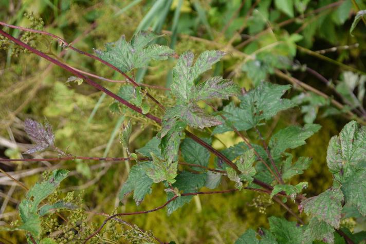Almindelig Mjødurt (Filipendula ulmaria)