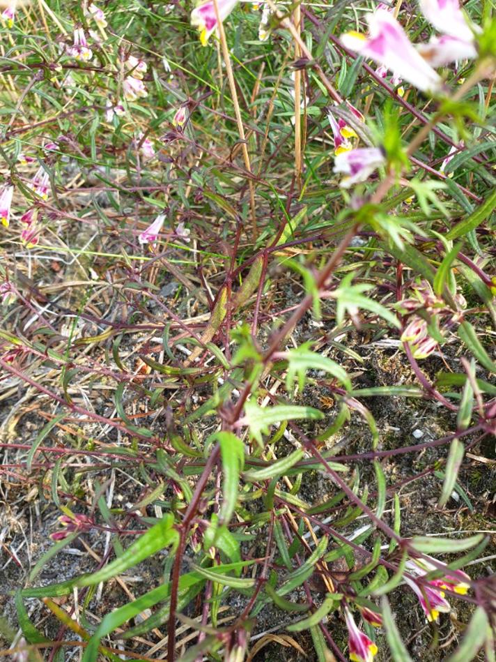 Almindelig Kohvede (Melampyrum pratense)