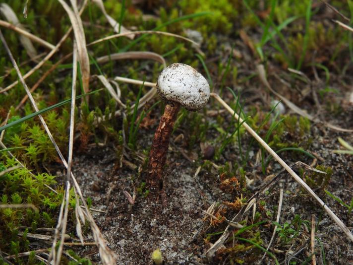 Tulostoma winterhoffii