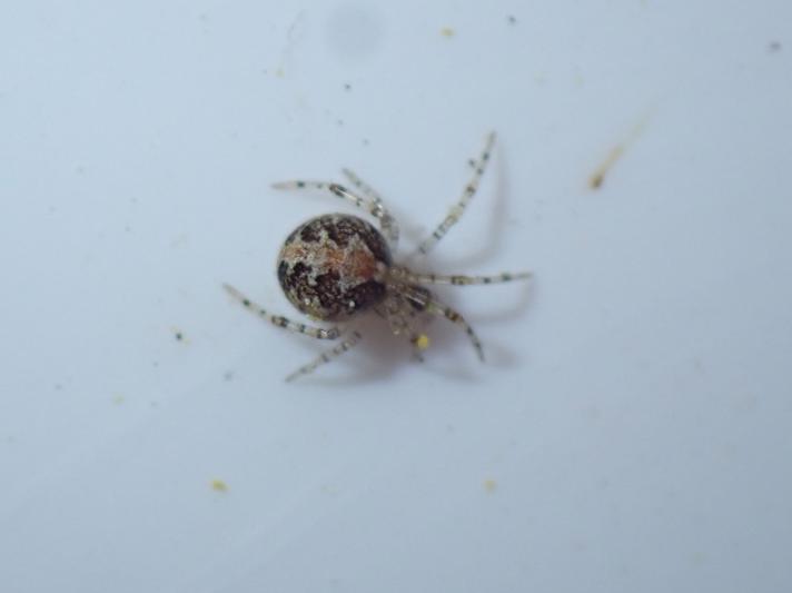 Theridion pictum (Theridion pictum)