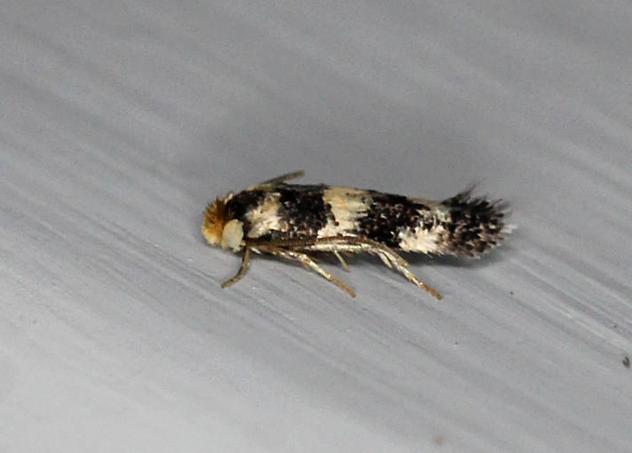 Ectoedemia louisella