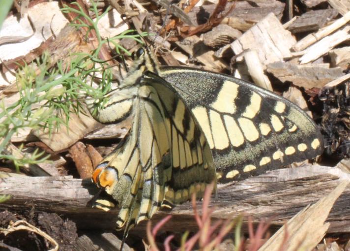 Svalehale (Papilio machaon)