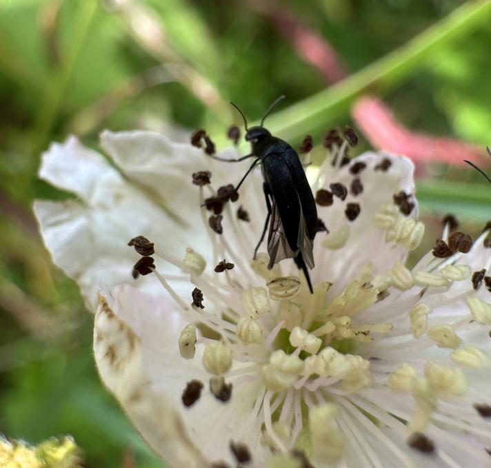 Mordella aculeata