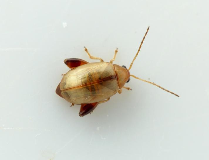 Longitarsus tabidus