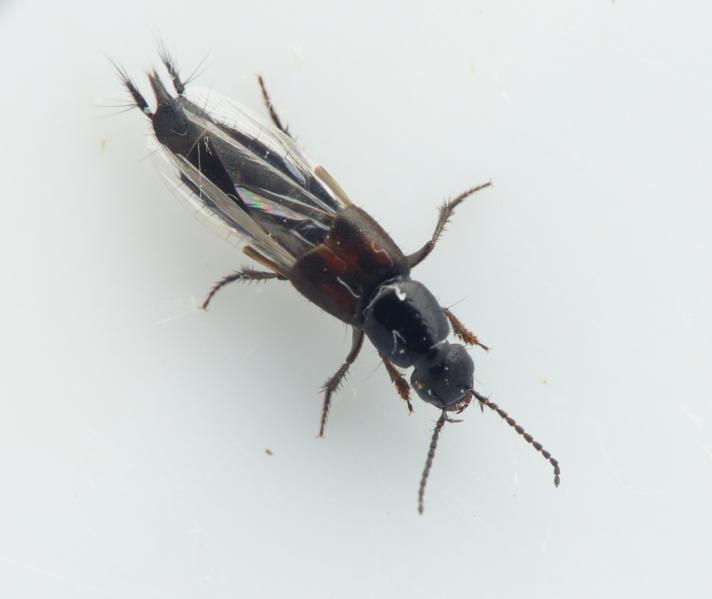 Philonthus sanguinolentus