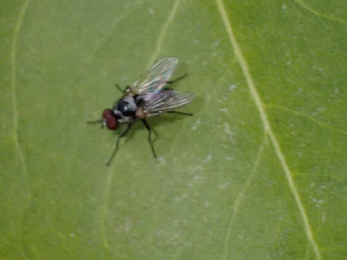 Anthomyia procellaris