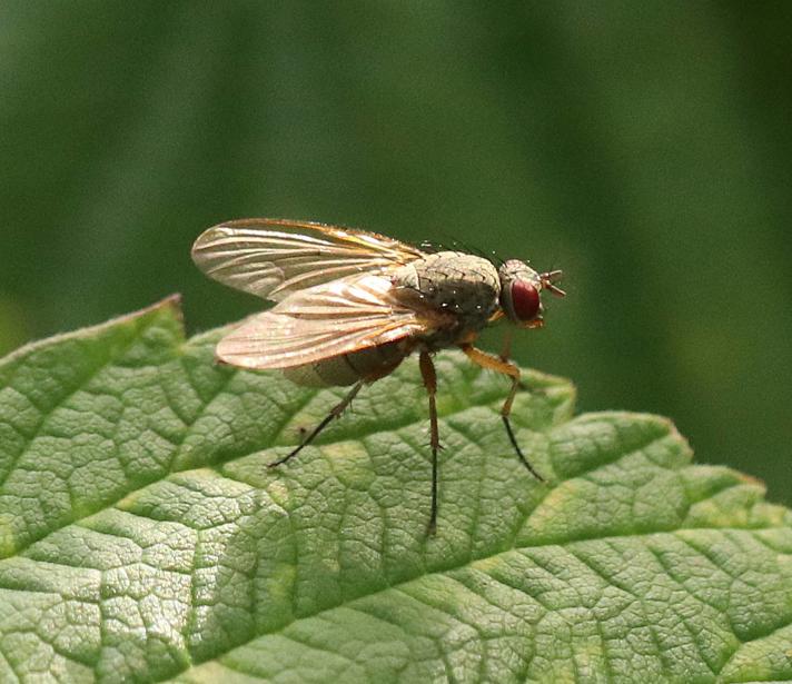 Helina sp.