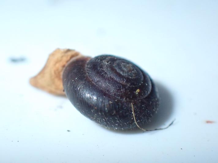 Håret Snegl (Trochulus hispidus)