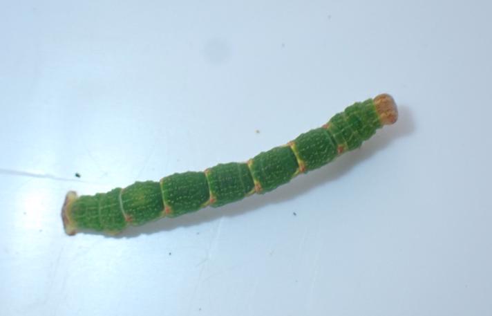 Ege-Bæltemåler (Cyclophora punctaria)