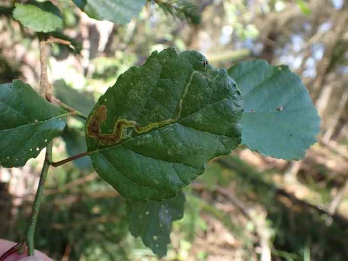 Agromyza alnivora (Agromyza alnivora)