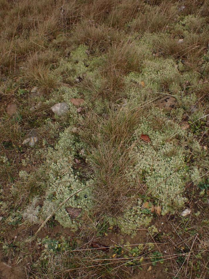 Kliddet Bægerlav (Cladonia ramulosa)