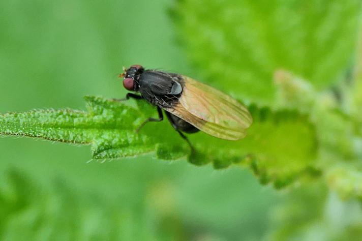 Minettia longipennis