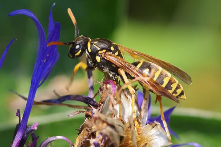 Polistes dominula