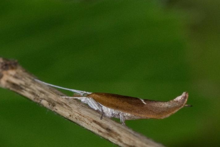 Snudegedebladmøl (Ypsolopha dentella)