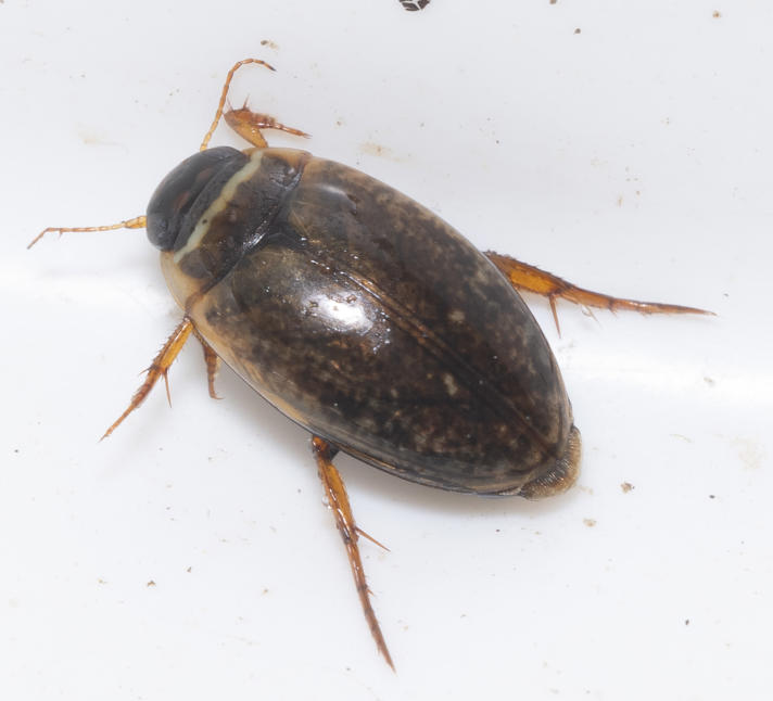 Agabus conspersus