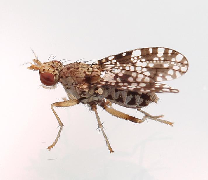 Trypetoptera punctulata (Trypetoptera punctulata)
