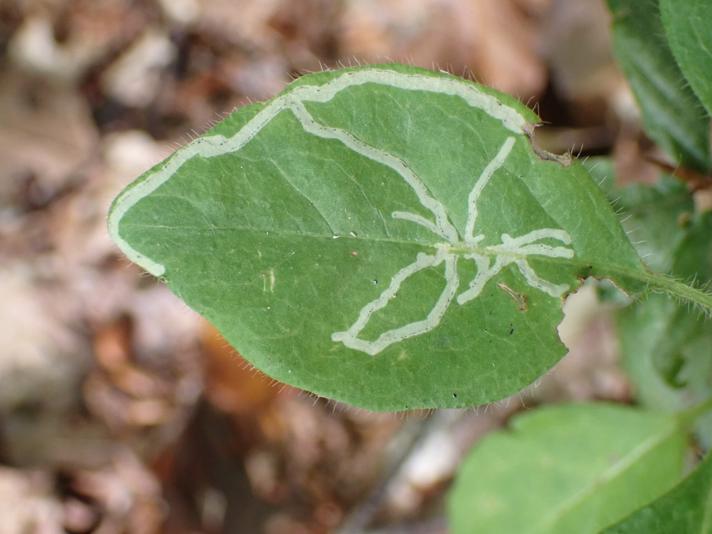 Chromatomyia aprilina