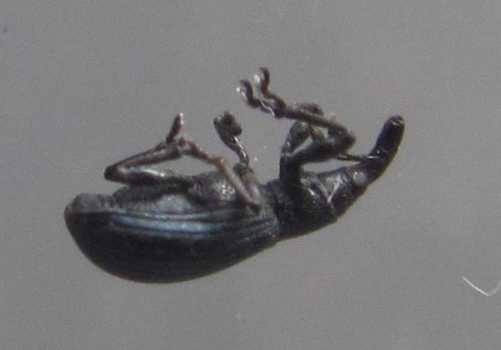 Apion violaceum (Apion violaceum)
