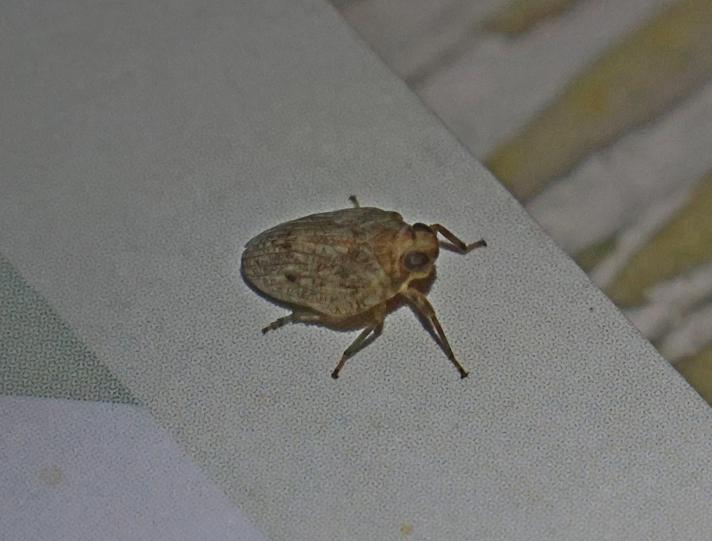 Issus coleoptratus