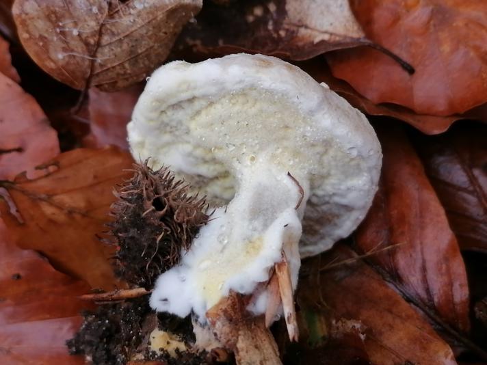 Hypomyces microspermus