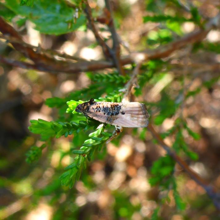 Hedya atropunctana