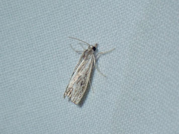 Catoptria verellus (Catoptria verellus)