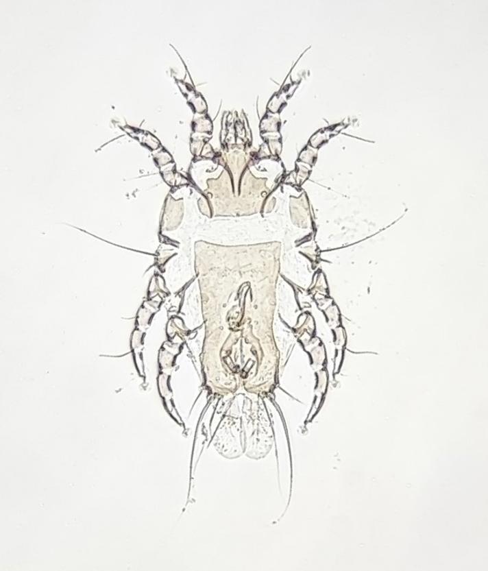 Proctophyllodes fuchsi