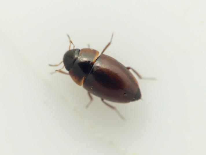 Limnebius papposus