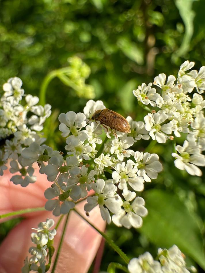 Hindbærbille sp.