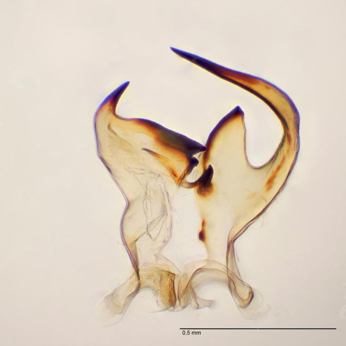 Sapromyza quadricincta (Sapromyza quadricincta)