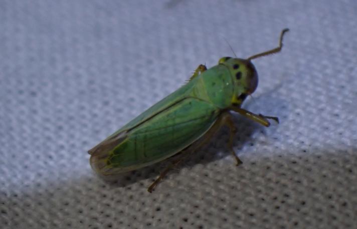 Grøn Sumpcikade (Cicadella viridis)
