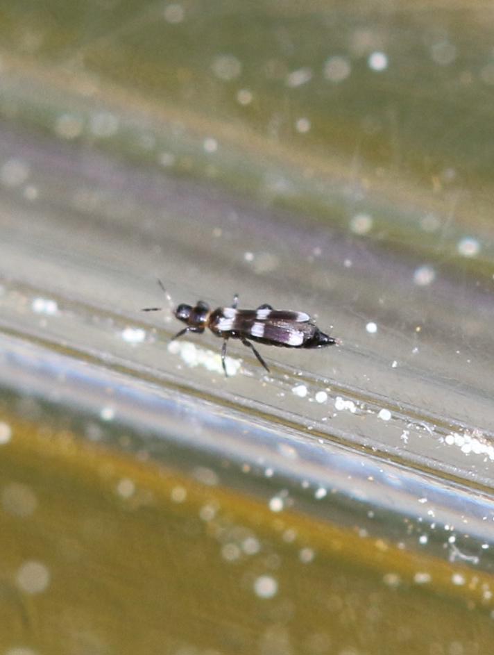 Aeolothrips sp.