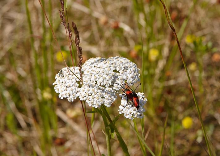 Hjerteplettet Blomsterbuk