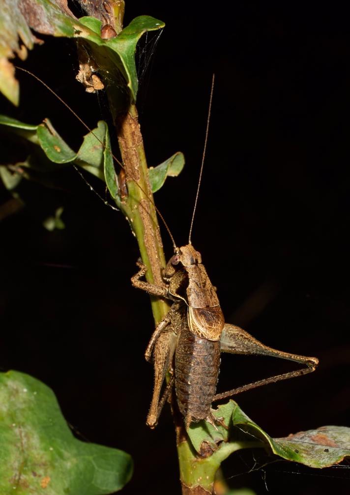 Buskgræshoppe (Pholidoptera griseoaptera)