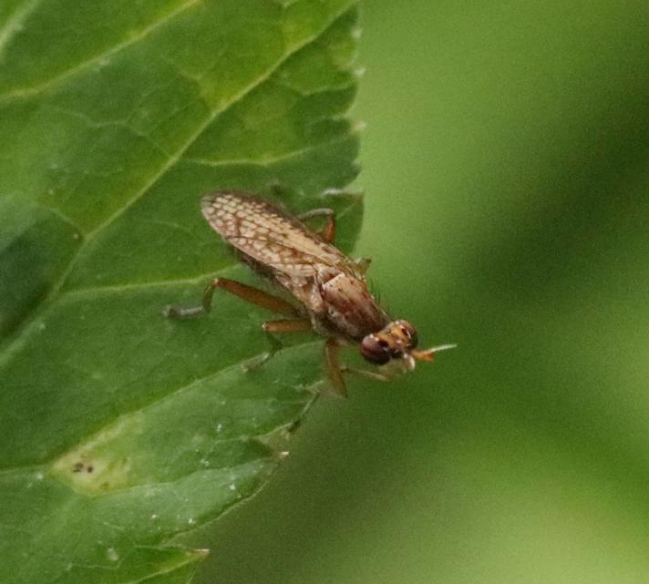 Euthycera fumigata