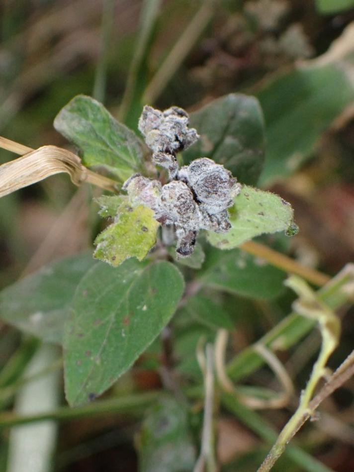 Aceria labiatiflorae (Aceria labiatiflorae)