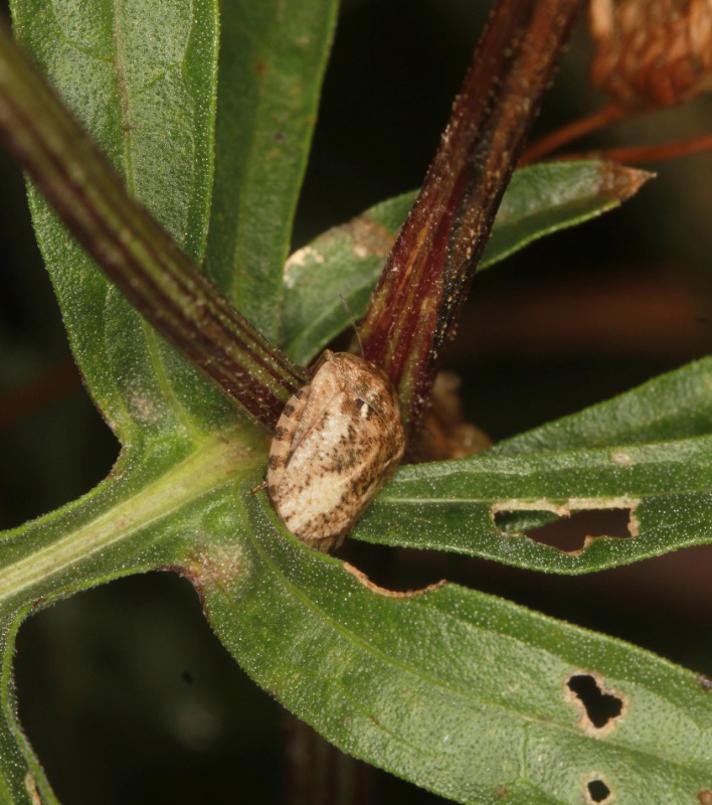 Græsskjoldtæge (Eurygaster maura)