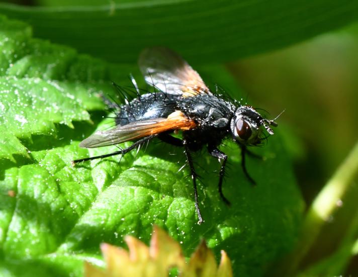 Gulvinget Snylteflue (Zophomyia temula)