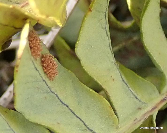 Almindelig Engelsød (Polypodium vulgare)