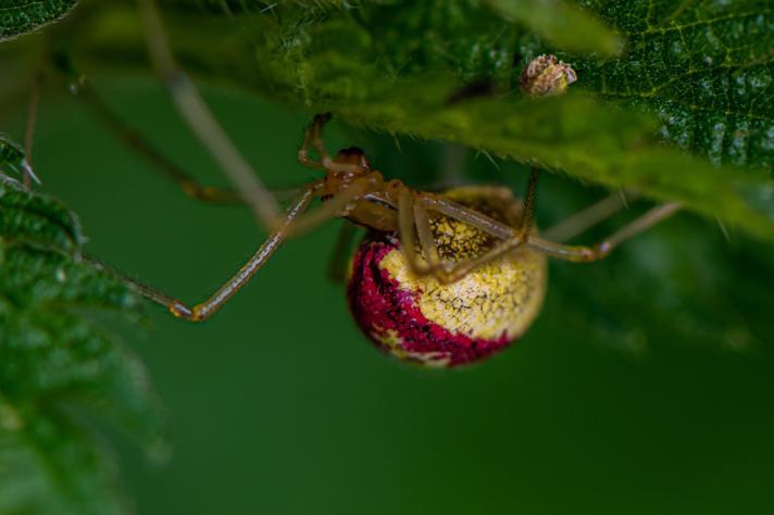 Perleedderkop (Enoplognatha ovata)